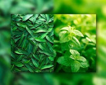 Load image into Gallery viewer, Eucalyptus Spearmint Goat Milk Soap